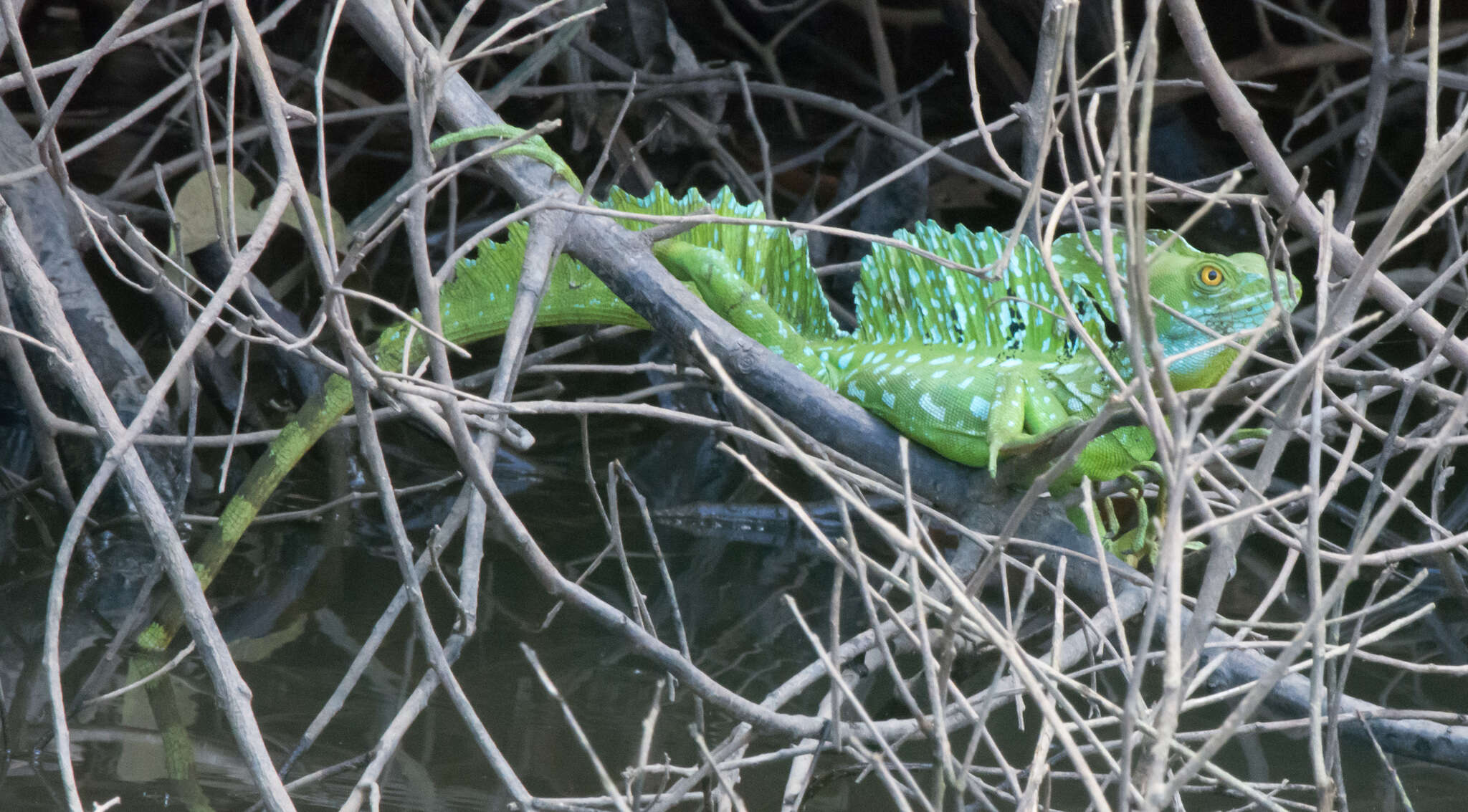 Image of Green Basilisk