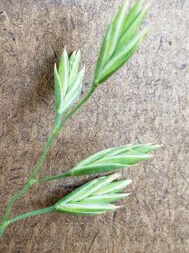 Image of Texas fescue