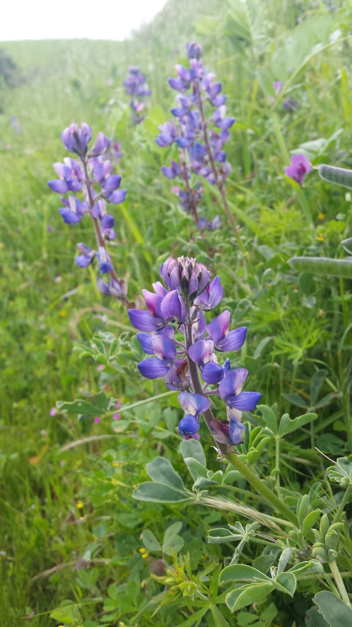 Image of hollowleaf annual lupine