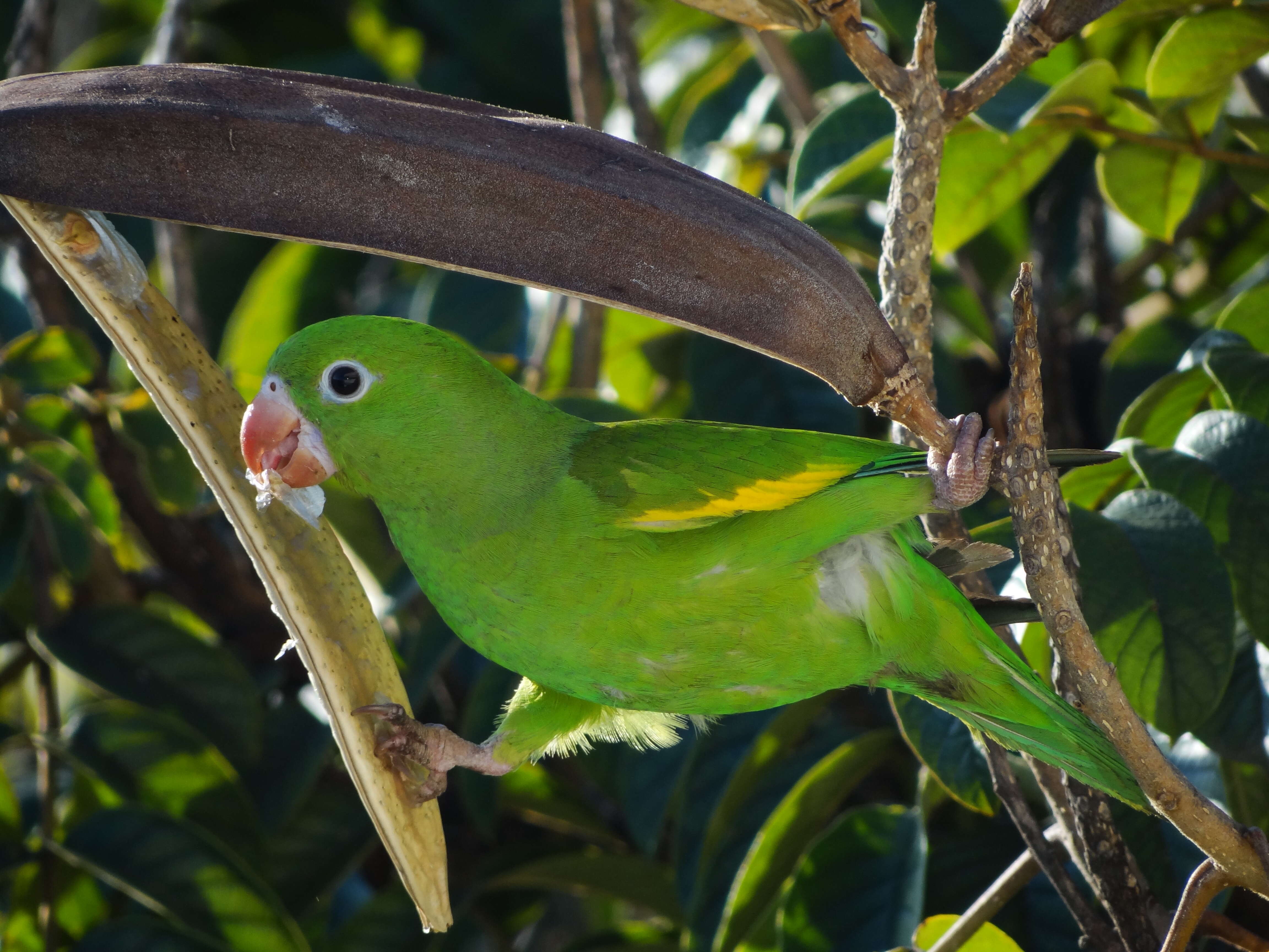 Image of Plain Parakeet