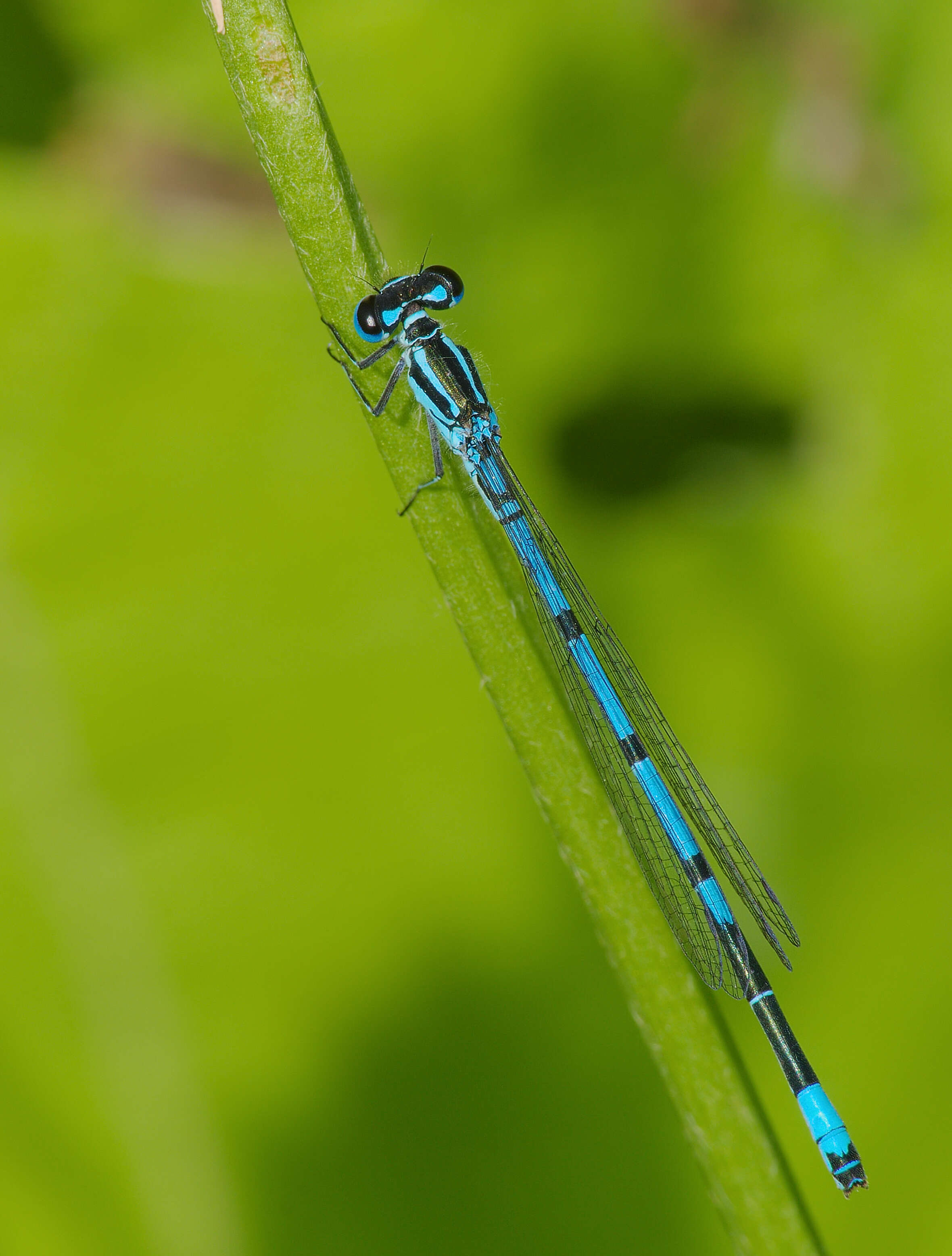 Image of Azure Bluet