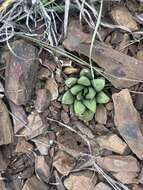 Image of Haworthiopsis limifolia (Marloth) G. D. Rowley