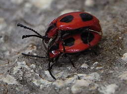 Image of False Ladybird