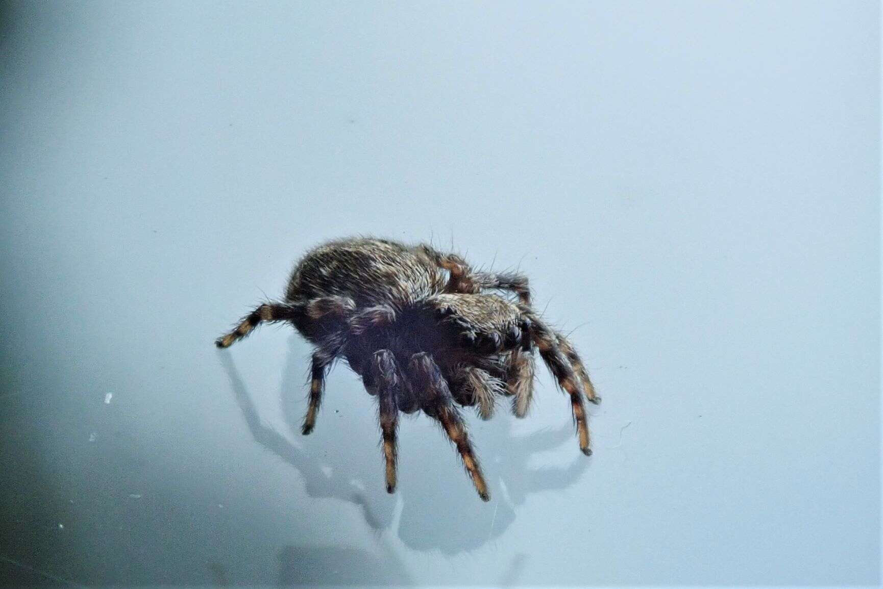 Image of Jumping spider