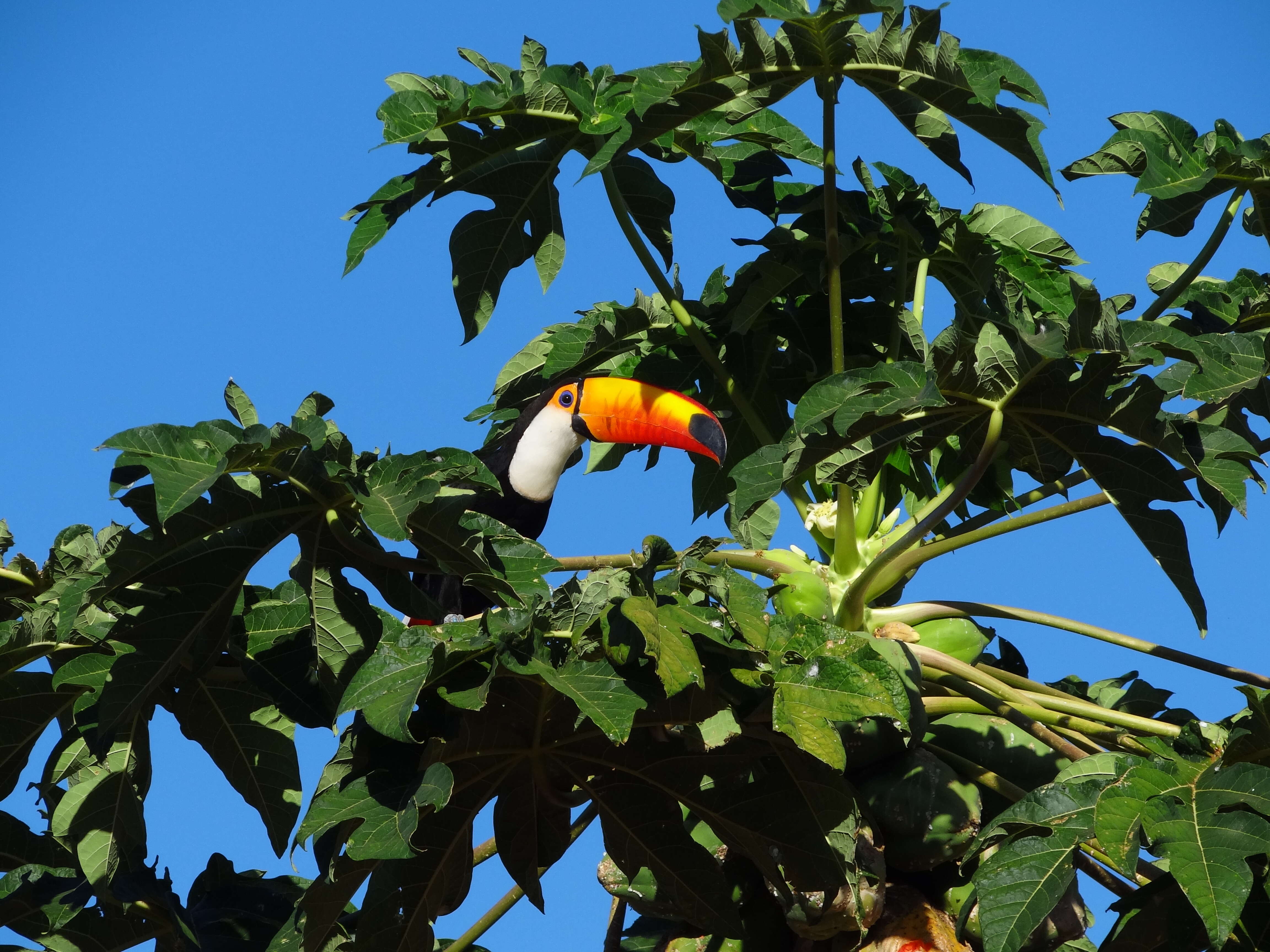 Image of Toco Toucan