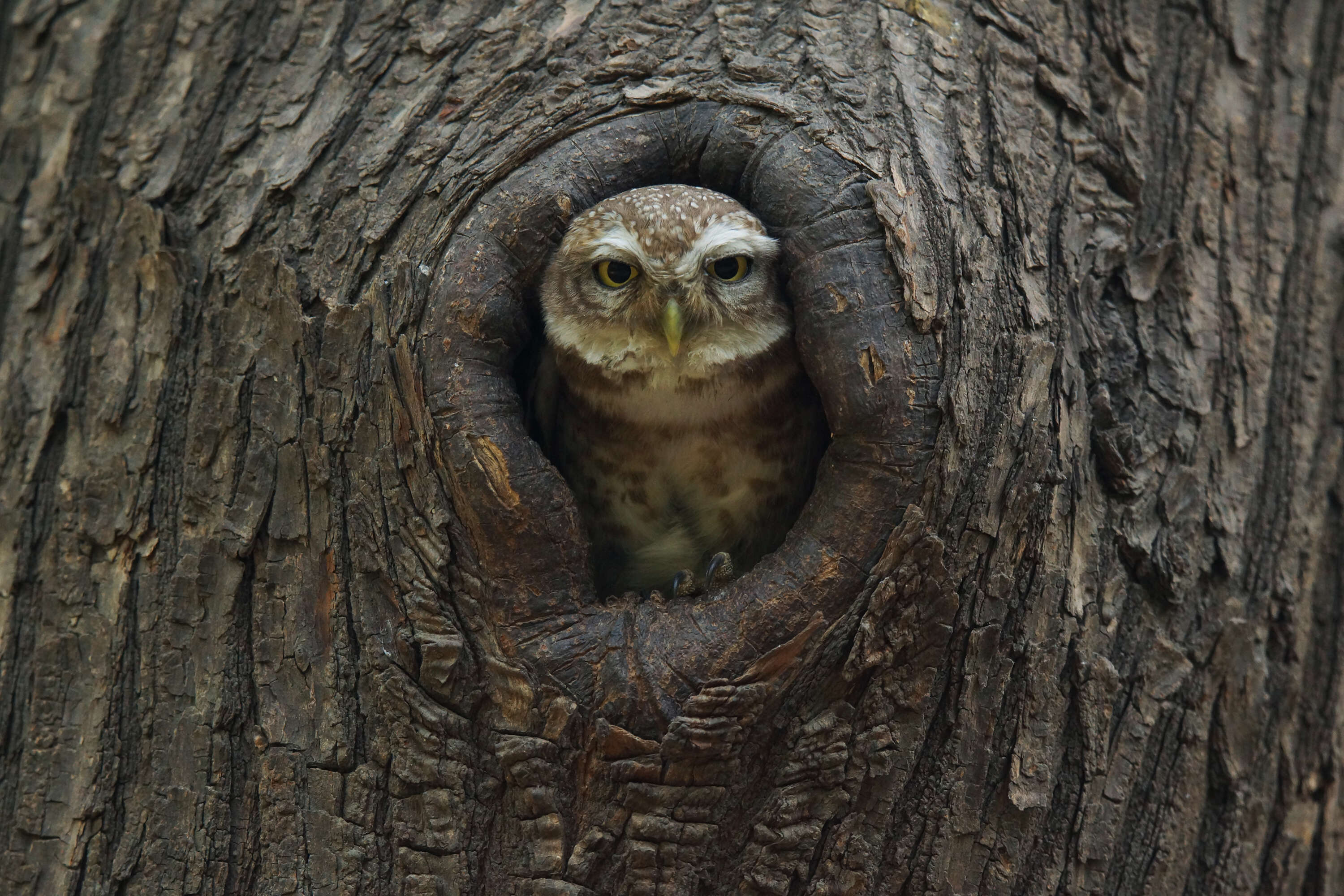 Image of Spotted Owlet