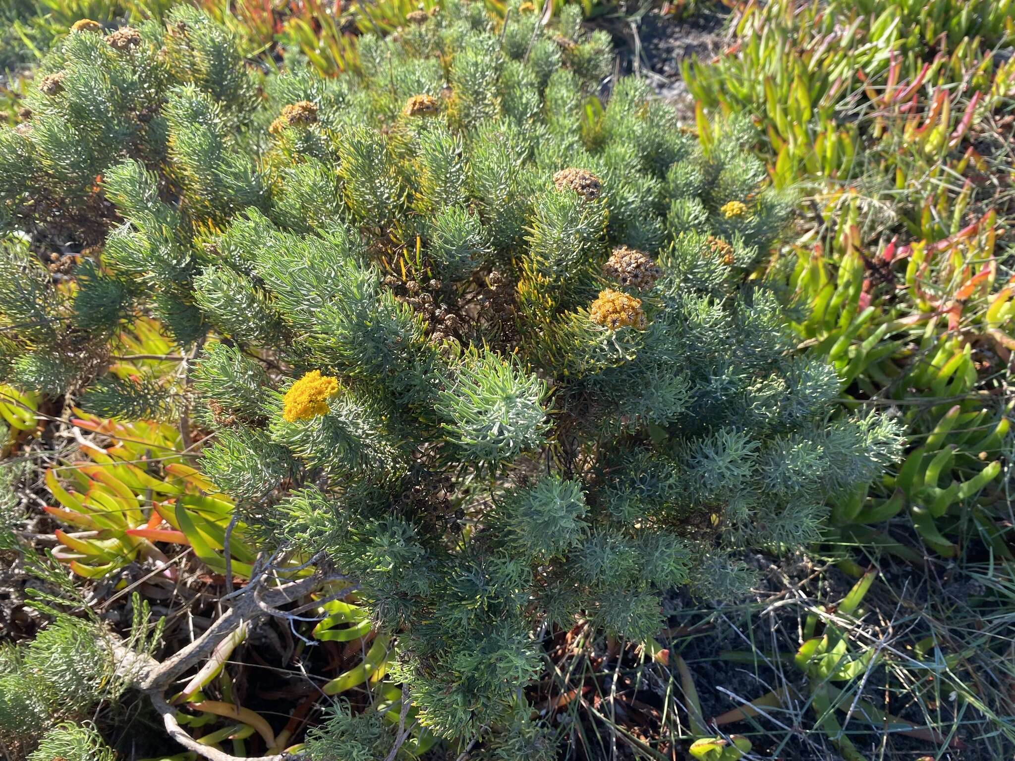 Слика од Athanasia crithmifolia subsp. crithmifolia