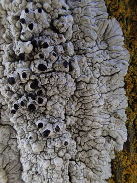 Image of California thelomma lichen