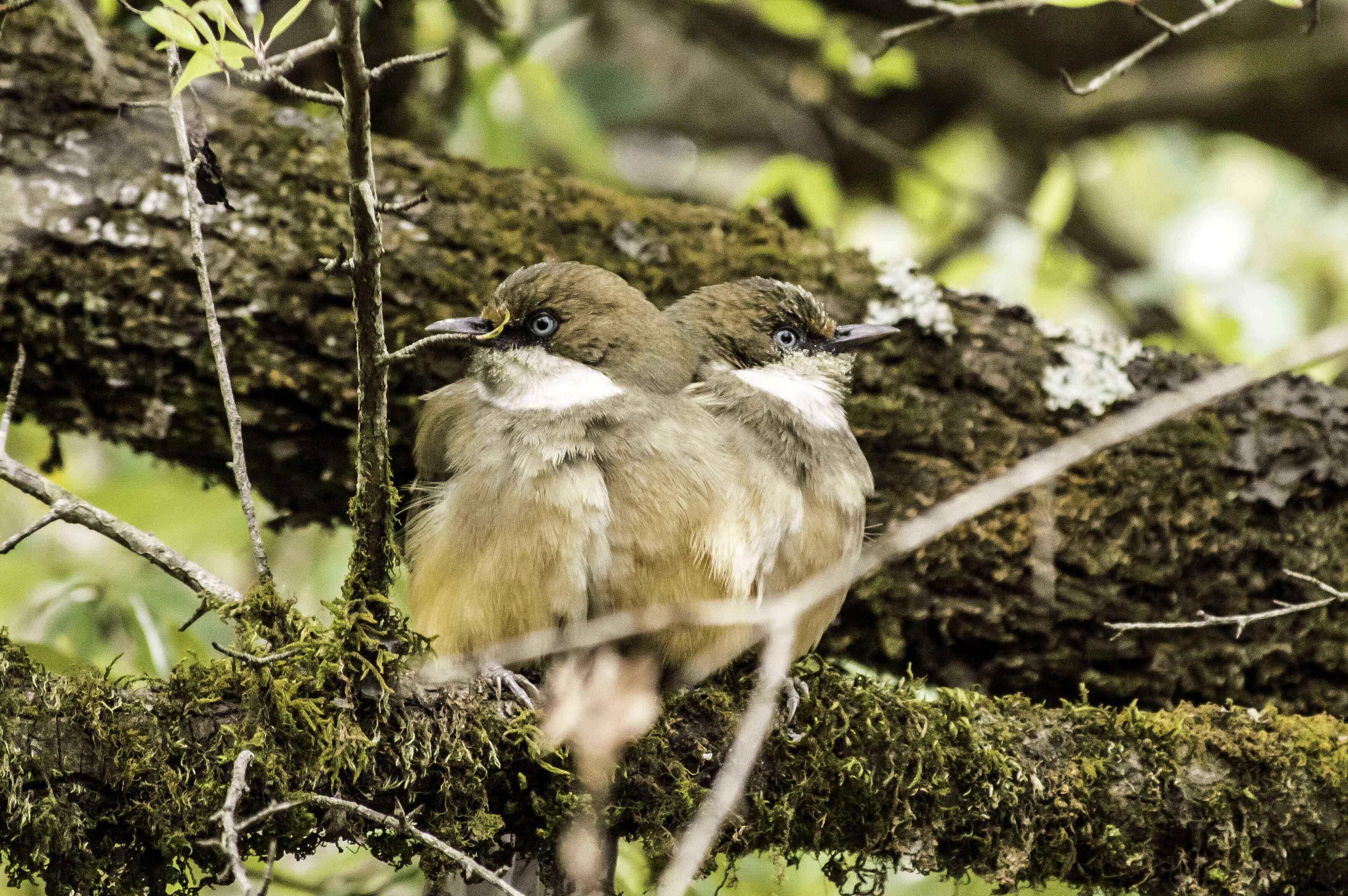 Image of Garrulax albogularis