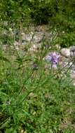 Image of splitleaf gilia