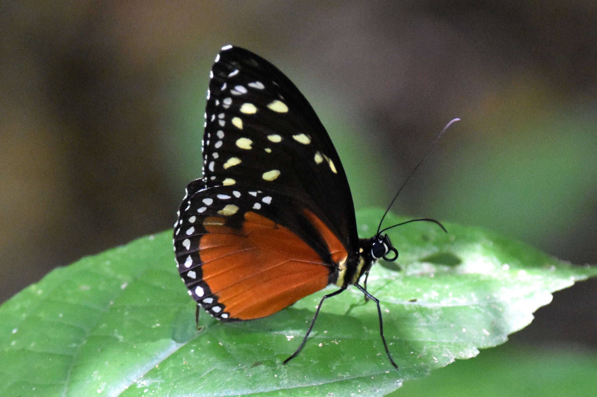 Imagem de Tithorea tarricina pinthias Godman & Salvin 1878