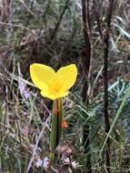 Image of Patersonia umbrosa Endl.