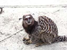 Image of Common Marmoset