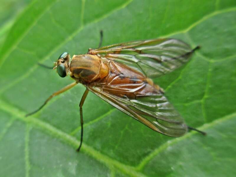 Image of Marsh Snipe fly