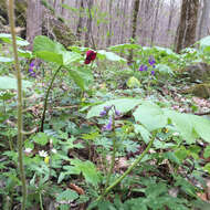 Imagem de Trillium sulcatum T. S. Patrick