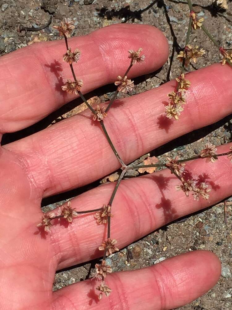 Image of goldencarpet buckwheat