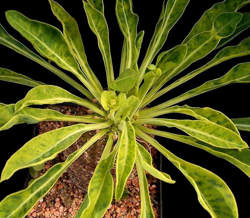 صورة Euphorbia bupleurifolia Jacq.