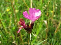 Image of carthusian pink