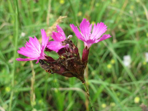 Image of carthusian pink