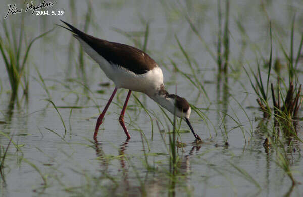 Image of Black-winged Stilt