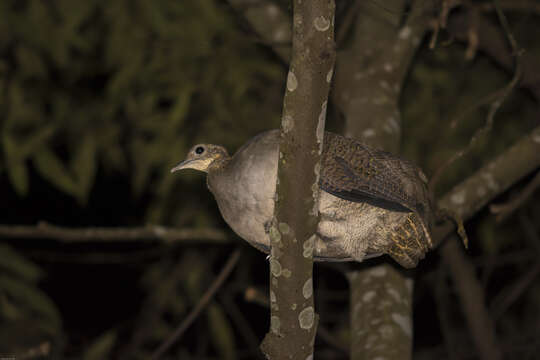 Image of Solitary Tinamou