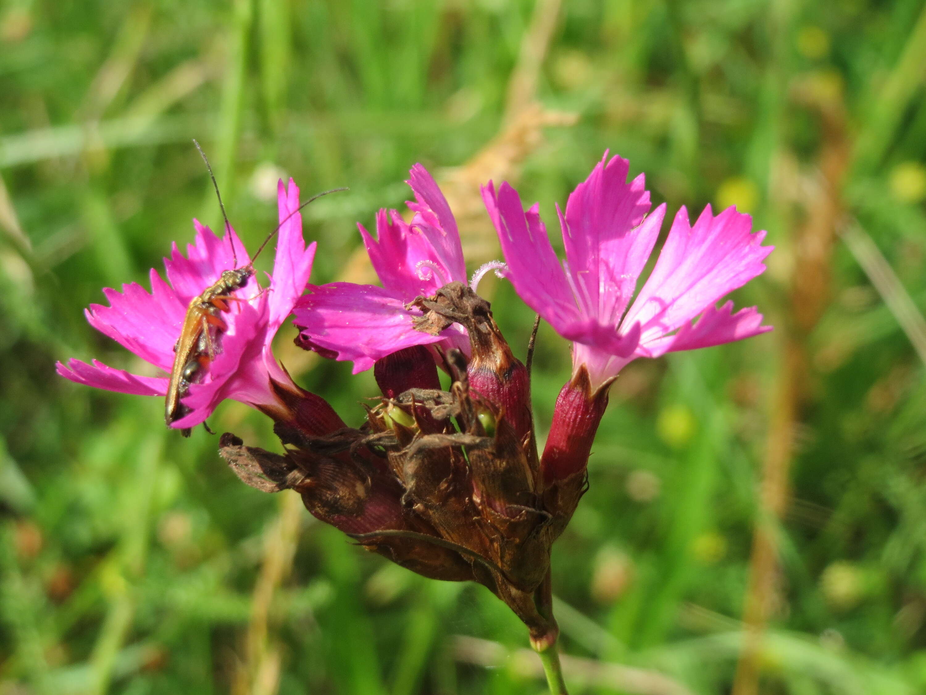 Image of carthusian pink