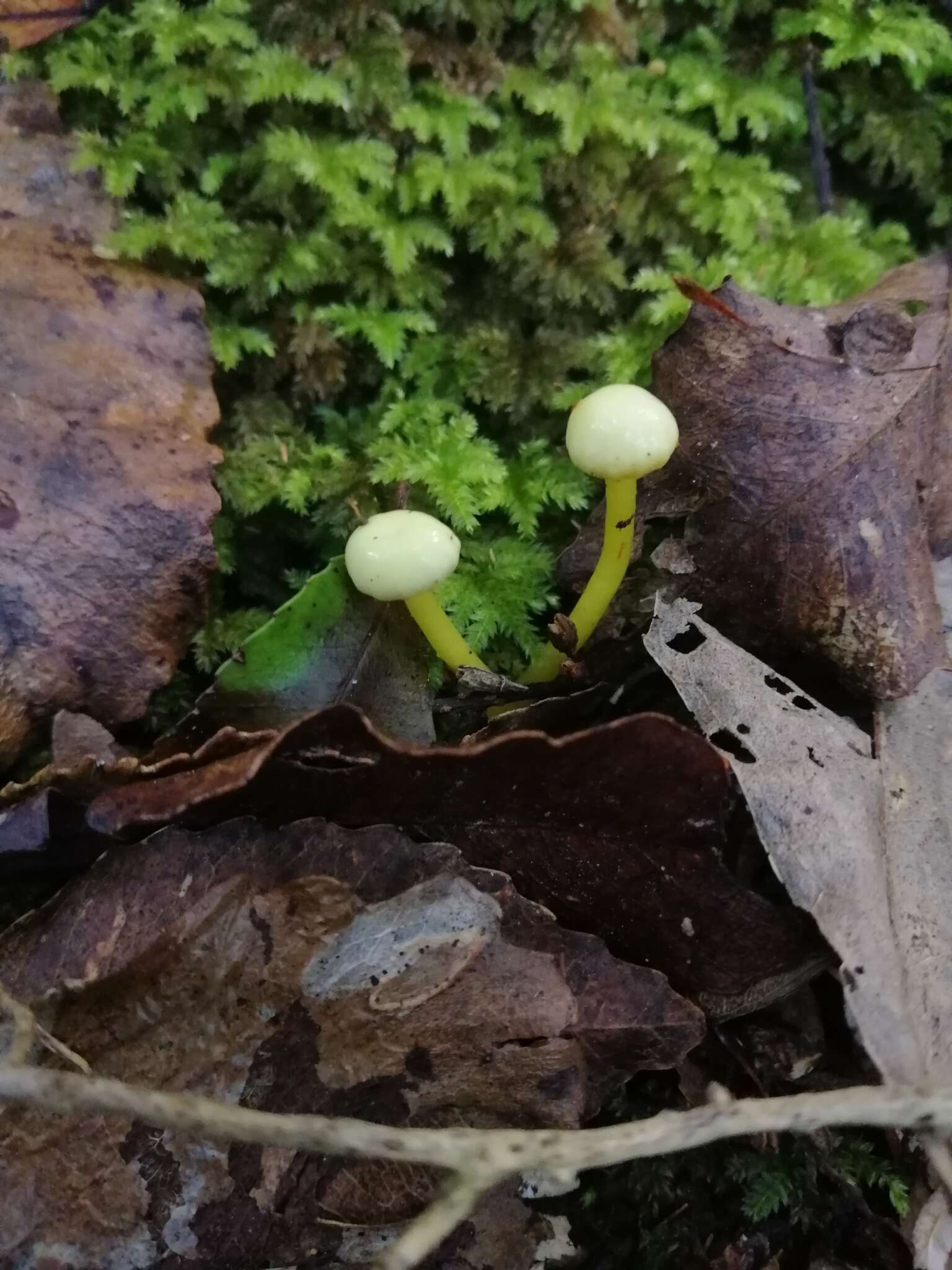 Image of Hygrocybe luteoglutinosa (E. Horak) Boertm. 2002