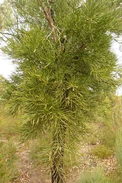 Image of Nuytsia floribunda (Labill.) R. Br.