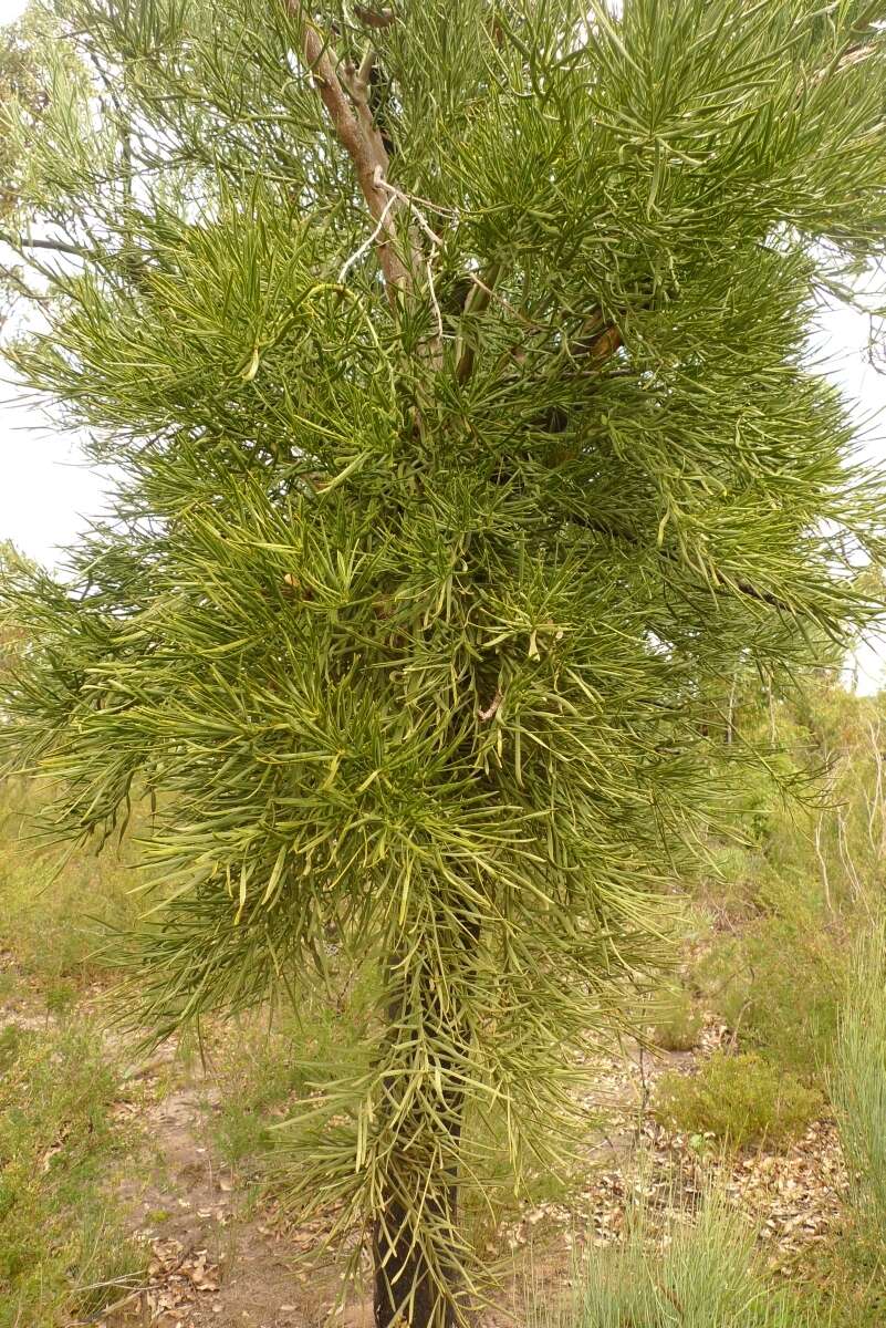 Plancia ëd Nuytsia floribunda (Labill.) R. Br.