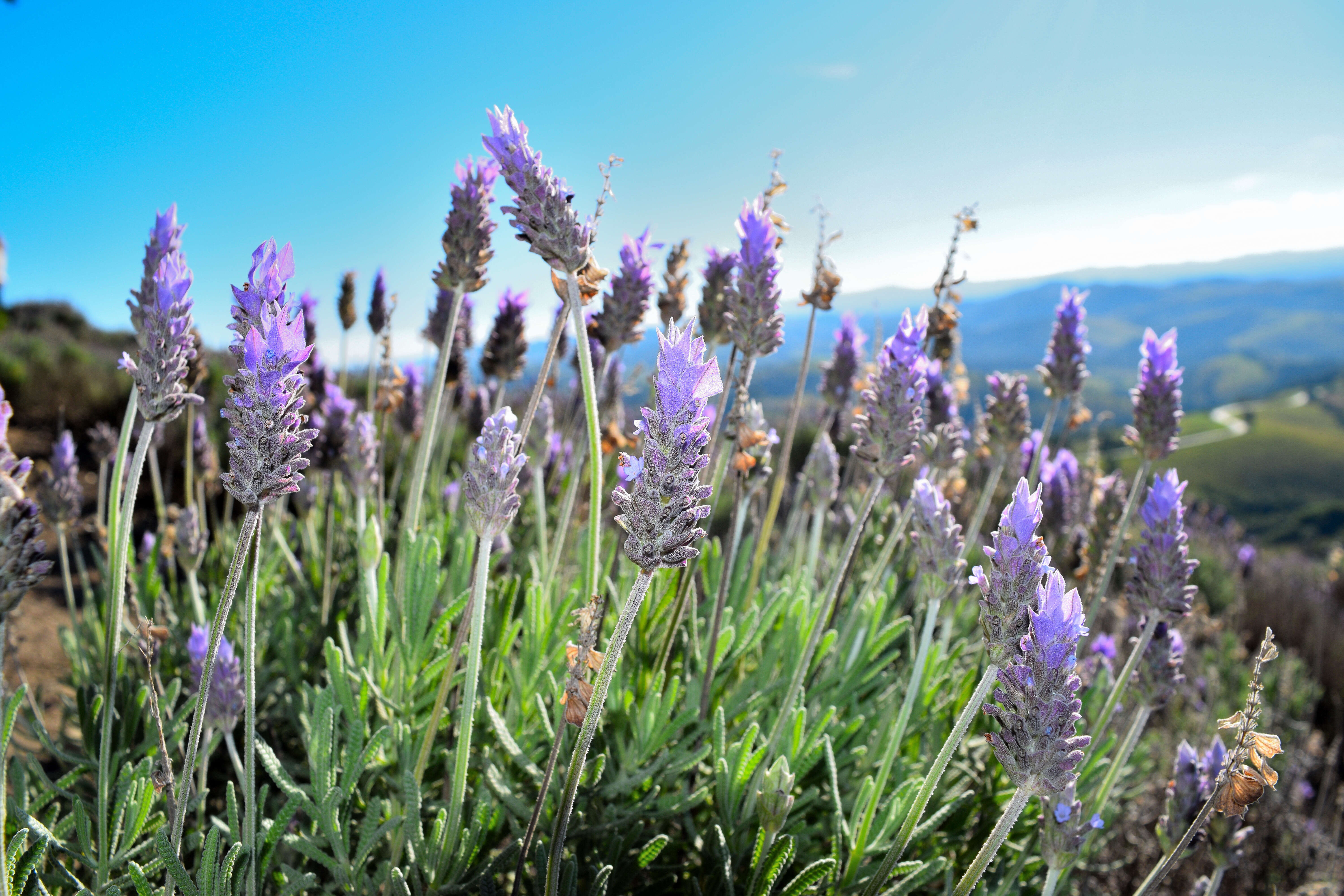 Image of French lavender