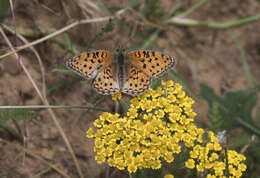 Imagem de Fabriciana niobe Linnaeus 1761