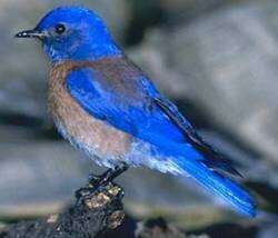 Image of Western Bluebird