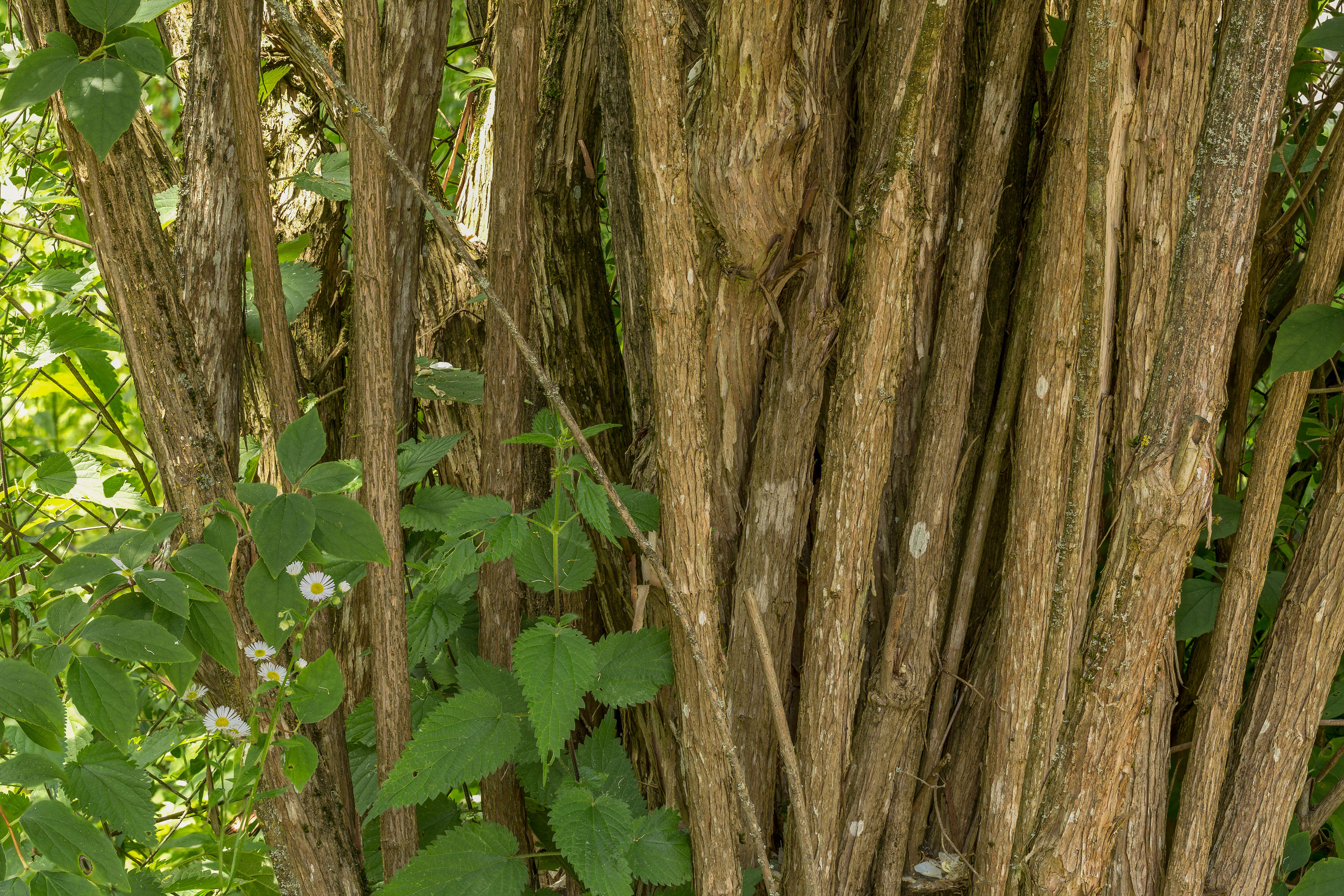 Image of sweet mock orange