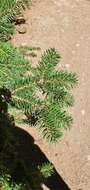 Image of Algerian Fir