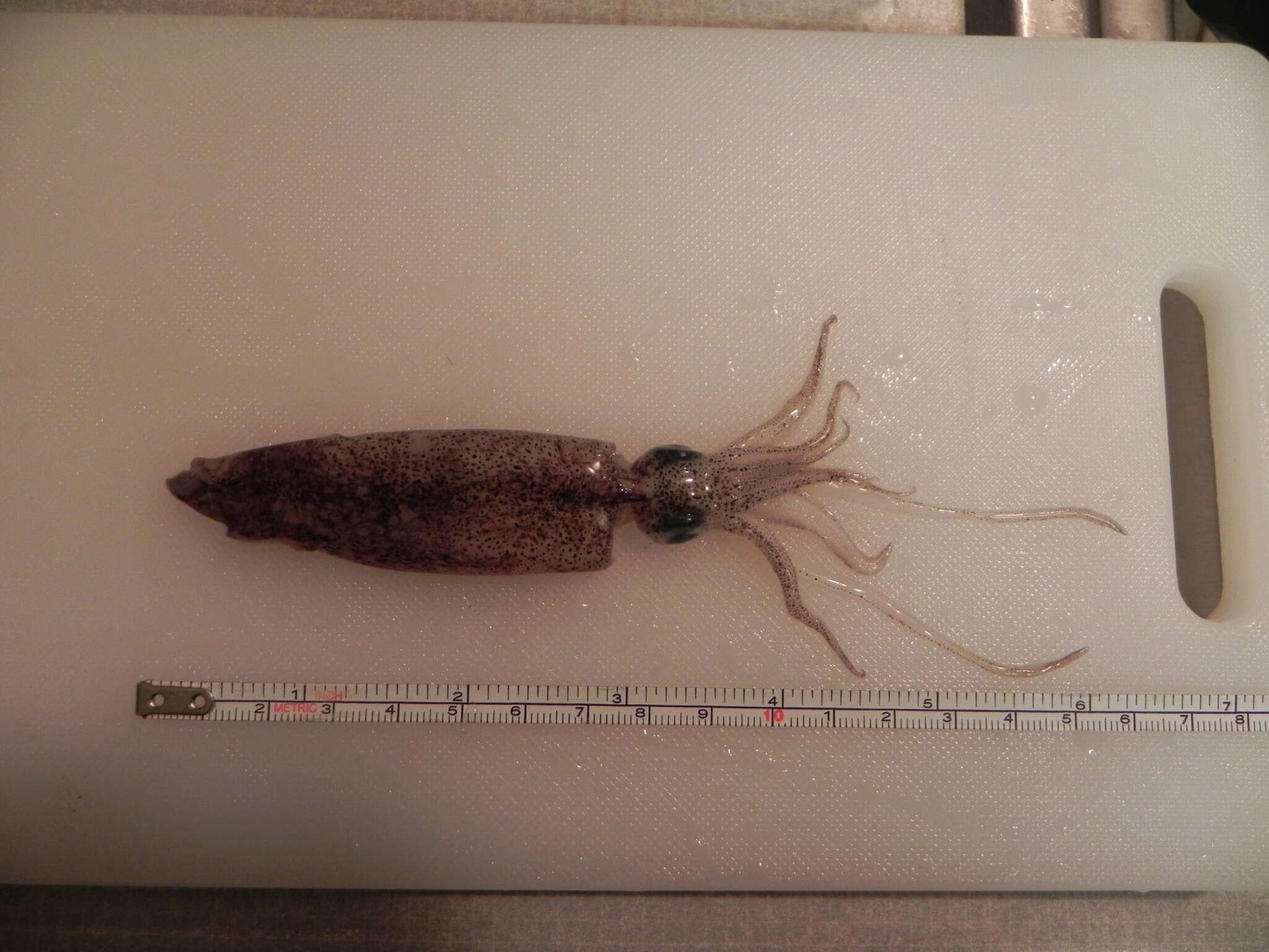 Image of Opalescent Inshore Squid