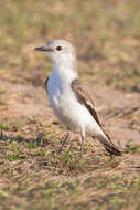 Image of White-rumped Monjita