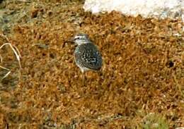 Image of Wood Sandpiper