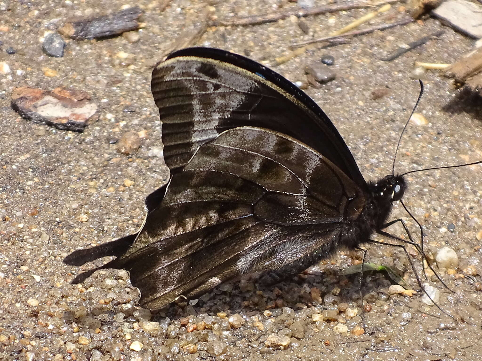 Image de Papilio oribazus Boisduval 1836