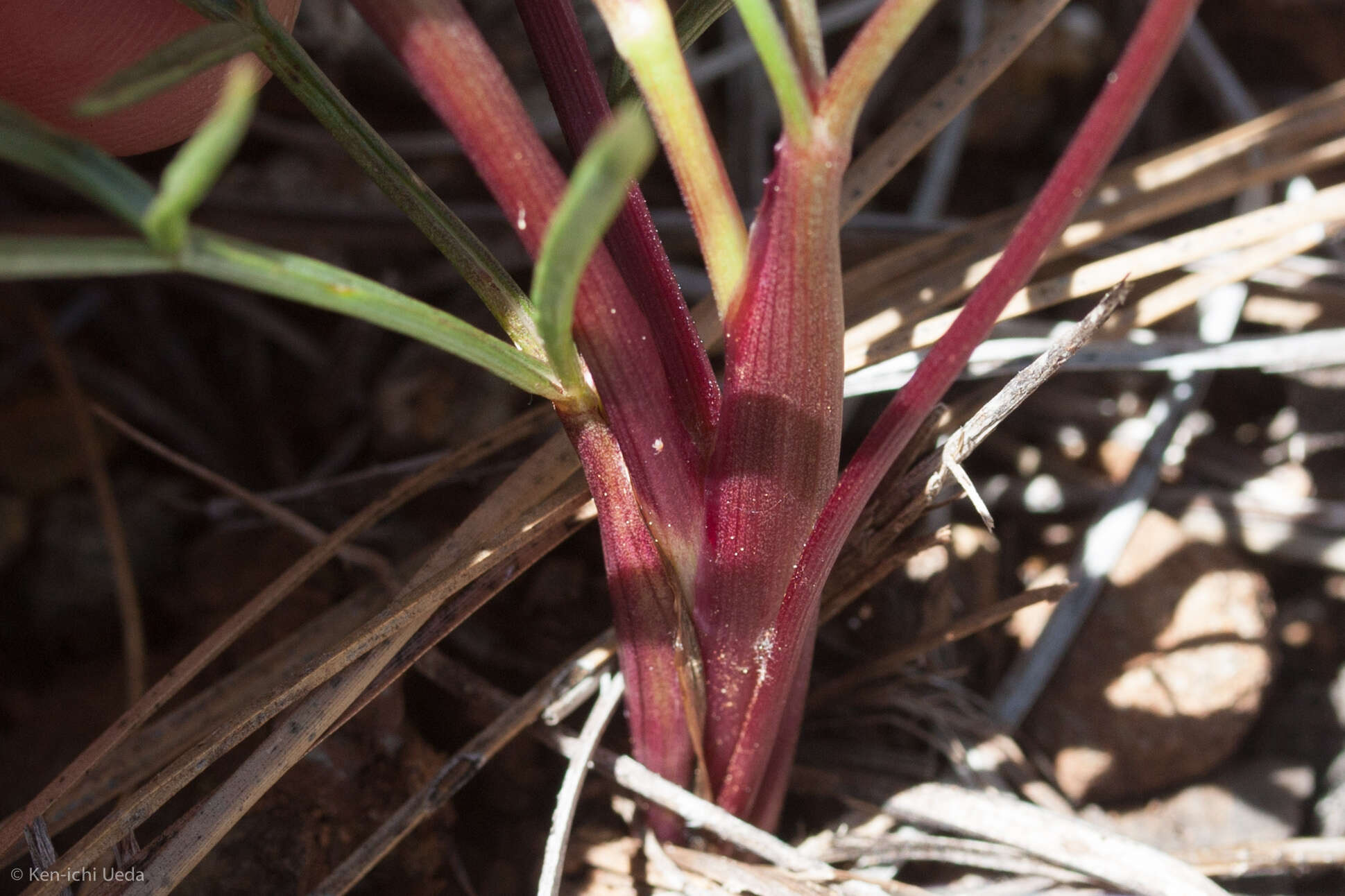 Image of butte desertparsley