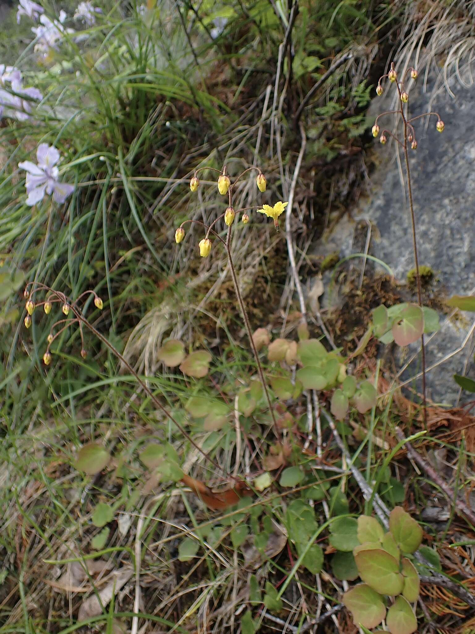 Image of golden insideout flower