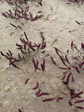 Слика од Salicornia meyeriana Moss