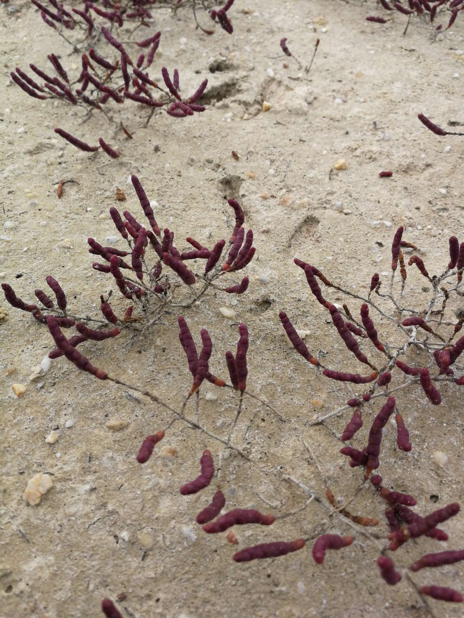 Image of Salicornia meyeriana Moss