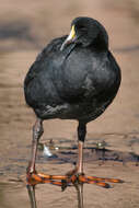 Image of Giant Coot