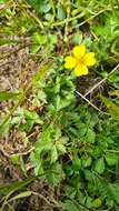 Image of English cinquefoil