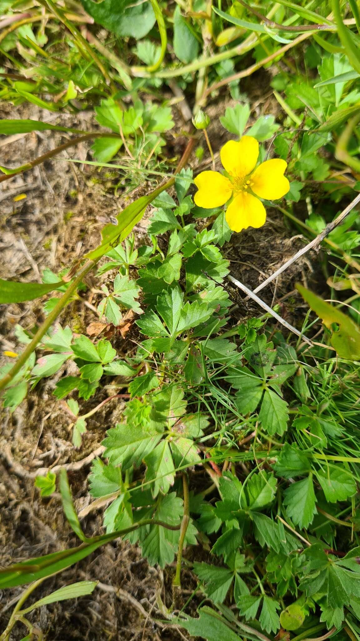 Image of English cinquefoil