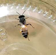 Image of Asian dwarf honey bee