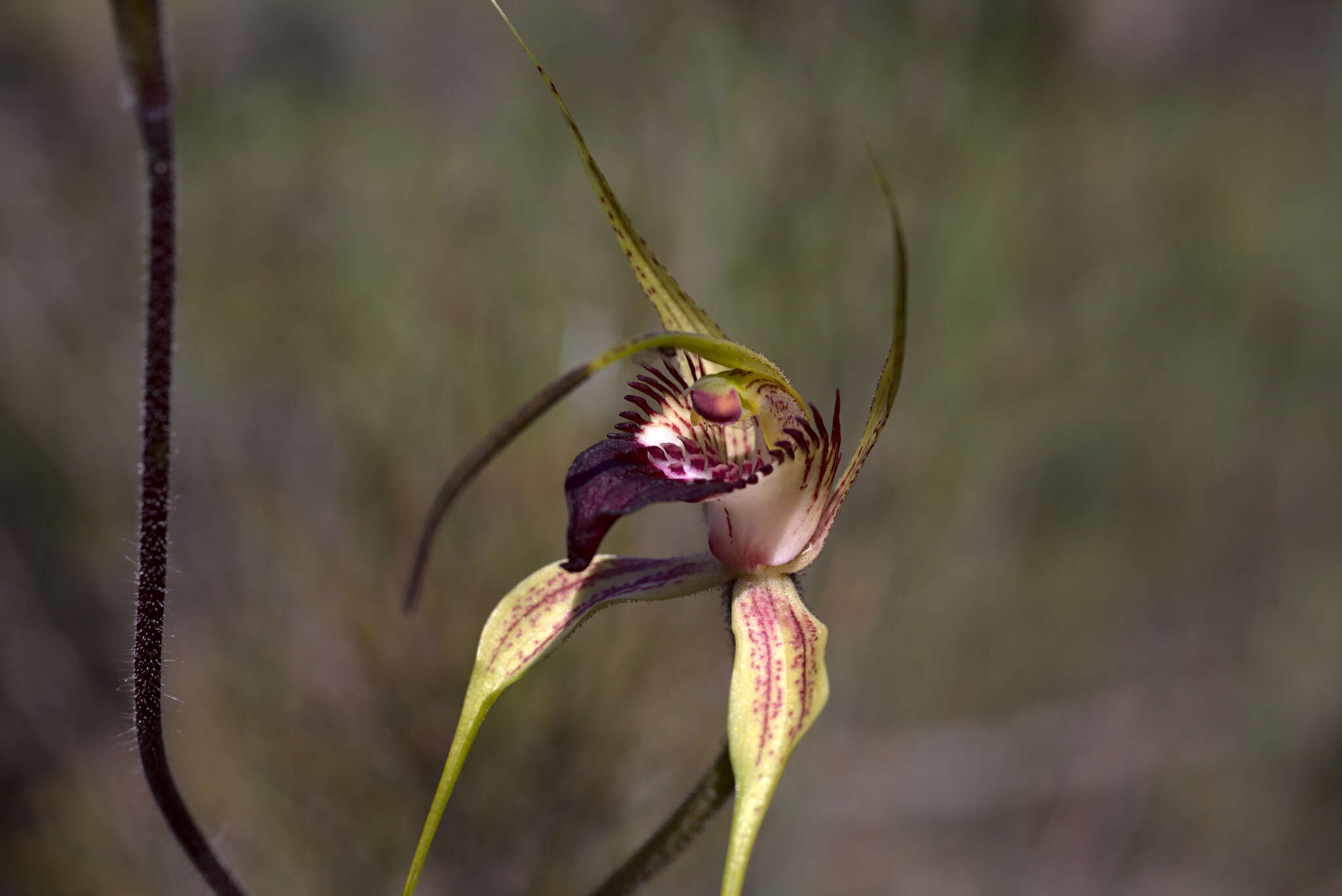 Image of Swamp spider orchid