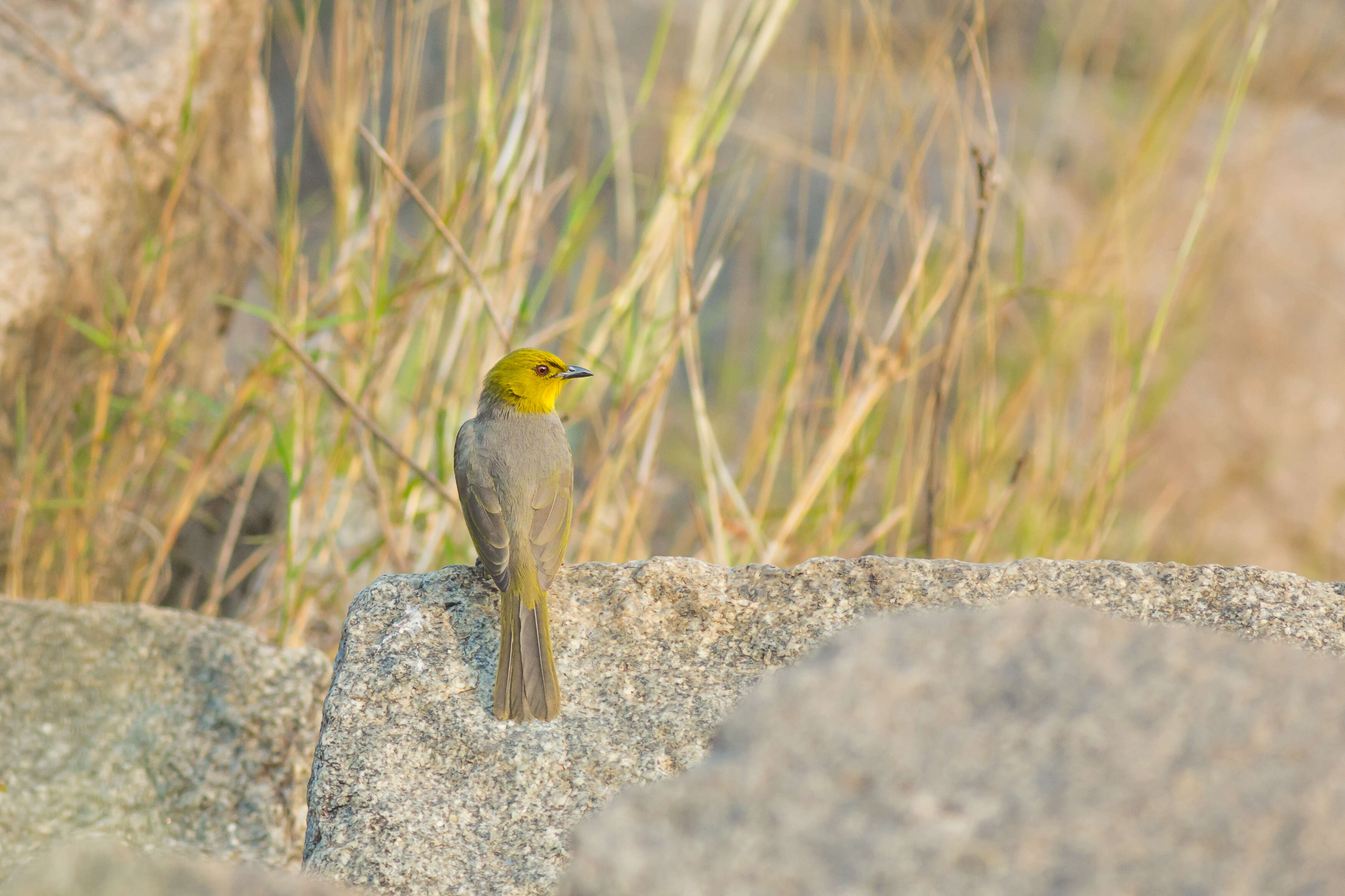 Image of Yellow-throated Bulbul