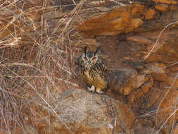 Image of Indian Eagle-Owl