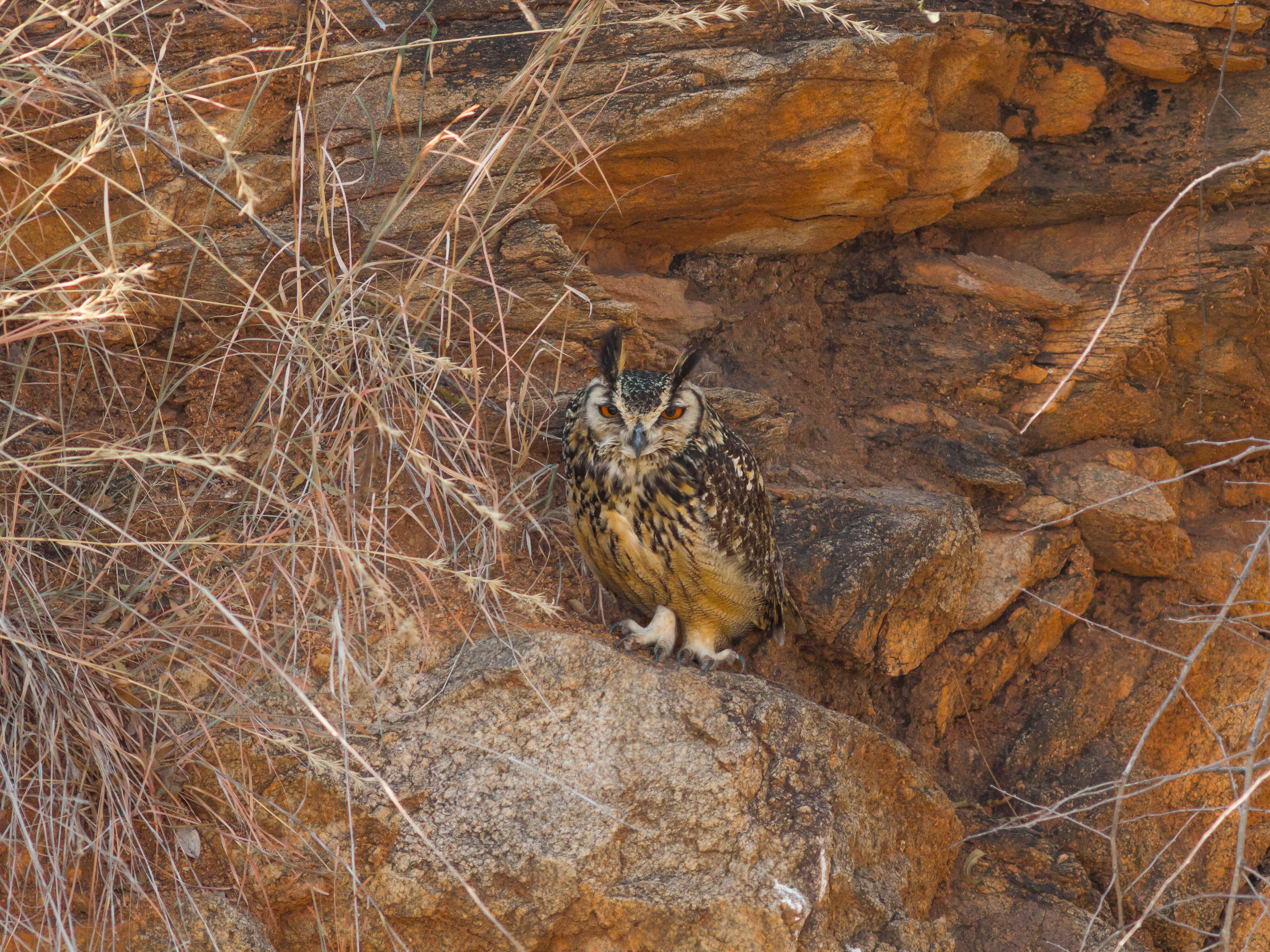 Image of Indian Eagle-Owl